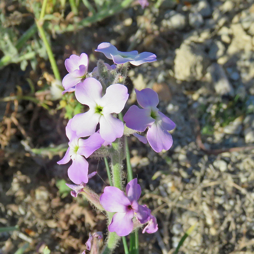 Dreihörnige Levkoje / Matthiola tricuspidata