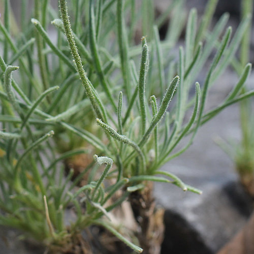 Walliser Levkoje / Matthiola valesiaca