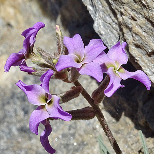 Walliser Levkoje / Matthiola valesiaca