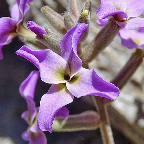 Walliser Levkoje / Matthiola valesiaca