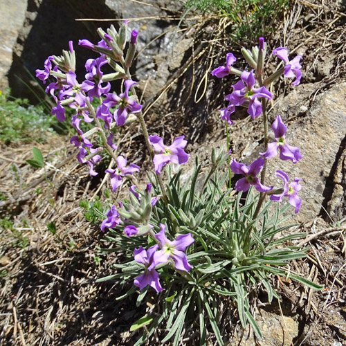 Walliser Levkoje / Matthiola valesiaca