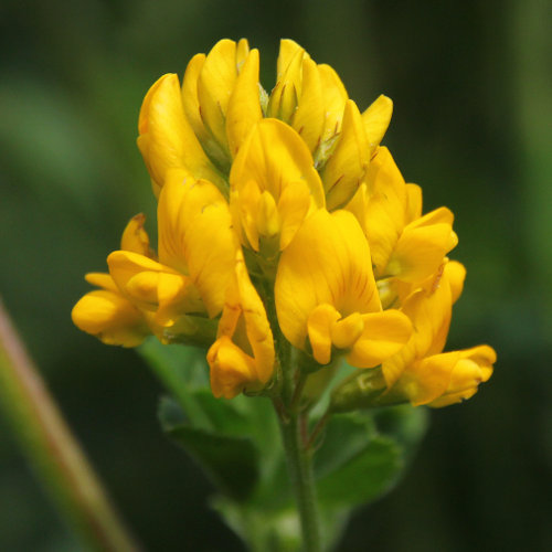 Gelbe Luzerne / Medicago falcata