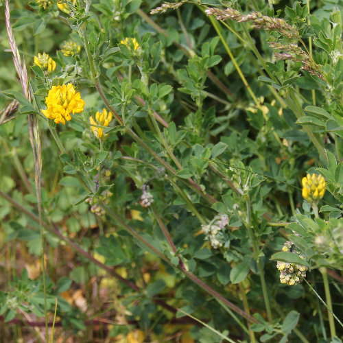 Gelbe Luzerne / Medicago falcata