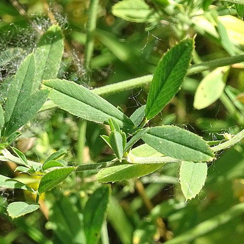 Gelbe Luzerne / Medicago falcata