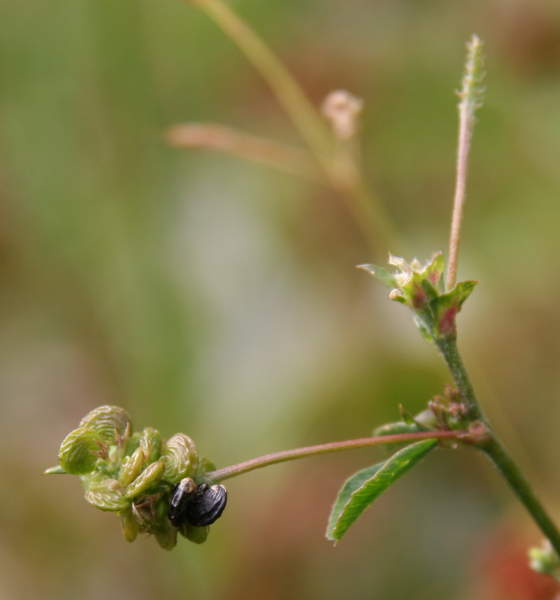 Hopfenklee / Medicago lupulina