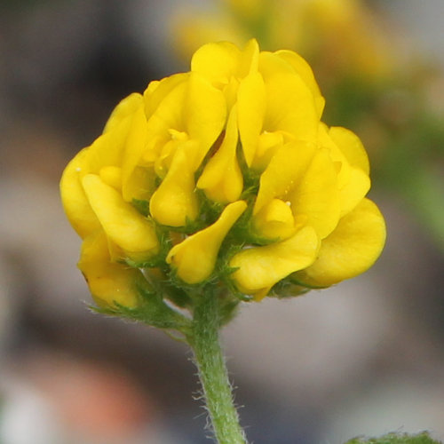 Hopfenklee / Medicago lupulina