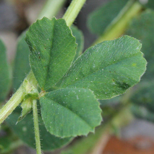 Hopfenklee / Medicago lupulina