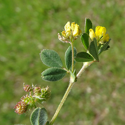 Zwerg-Schneckenklee / Medicago minima