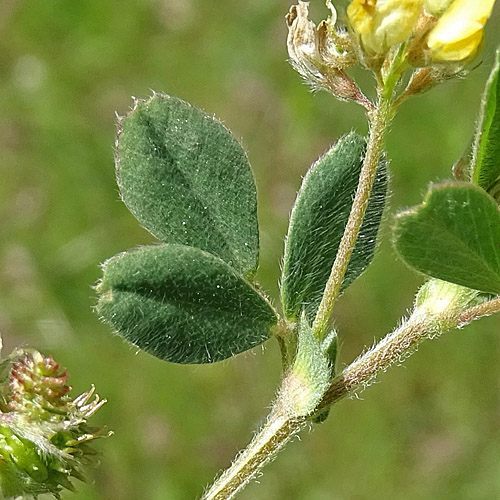 Zwerg-Schneckenklee / Medicago minima