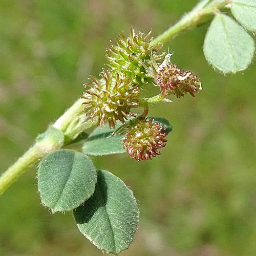 Zwerg-Schneckenklee / Medicago minima