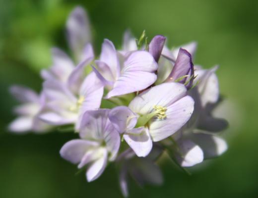 Saat-Luzerne / Medicago sativa