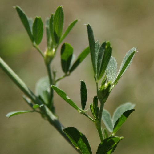 Saat-Luzerne / Medicago sativa