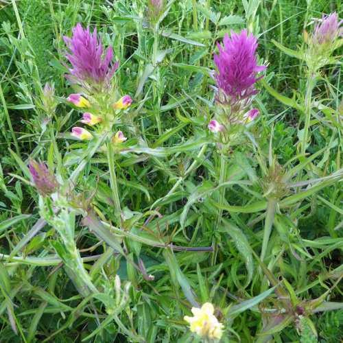 Acker-Wachtelweizen / Melampyrum arvense