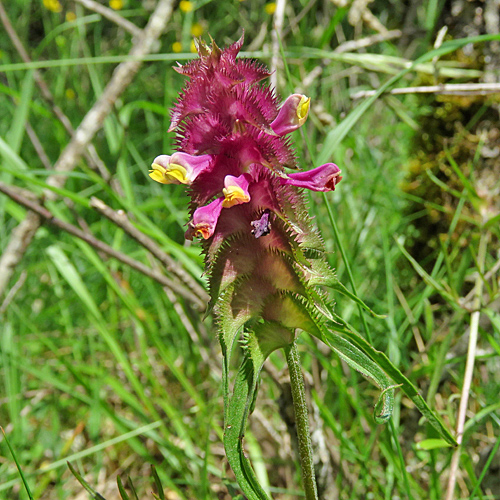 Kamm-Wachtelweizen / Melampyrum cristatum