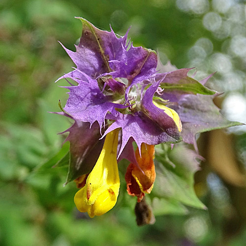 Hain-Wachtelweizen / Melampyrum nemorosum