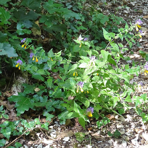 Hain-Wachtelweizen / Melampyrum nemorosum