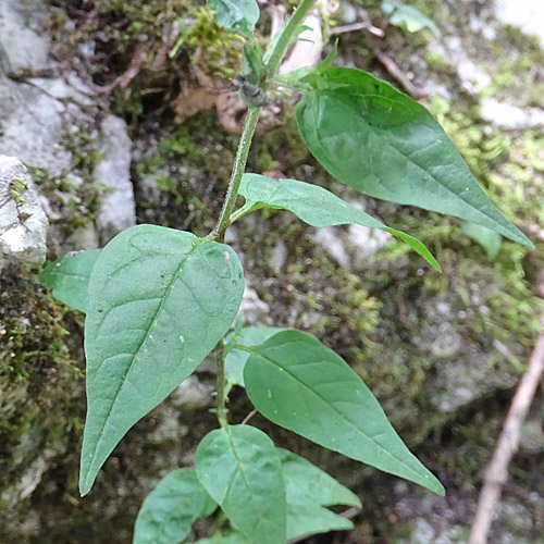 Hain-Wachtelweizen / Melampyrum nemorosum