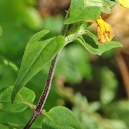 Hain-Wachtelweizen / Melampyrum nemorosum