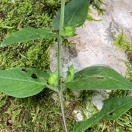 Hain-Wachtelweizen / Melampyrum nemorosum