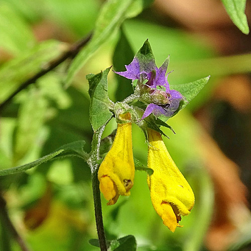 Hain-Wachtelweizen / Melampyrum nemorosum