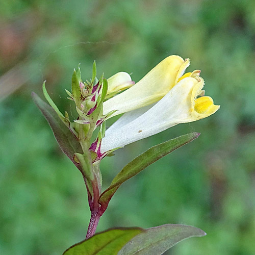 Wiesen-Wachtelweizen / Melampyrum pratense