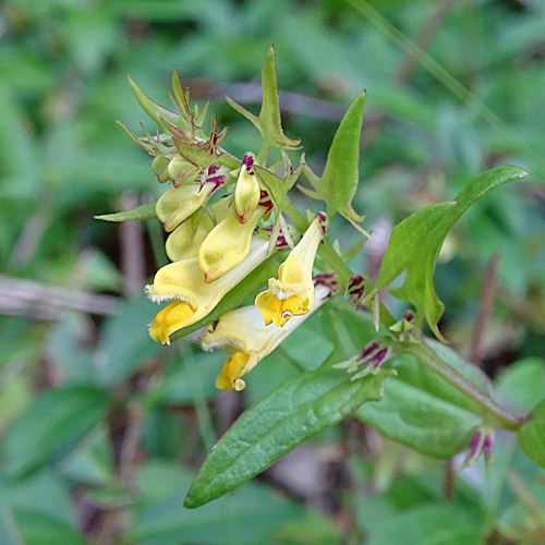 Wiesen-Wachtelweizen / Melampyrum pratense