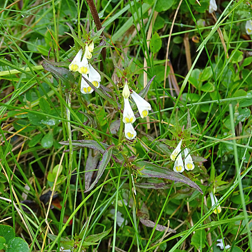 Wiesen-Wachtelweizen / Melampyrum pratense