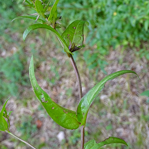 Wiesen-Wachtelweizen / Melampyrum pratense