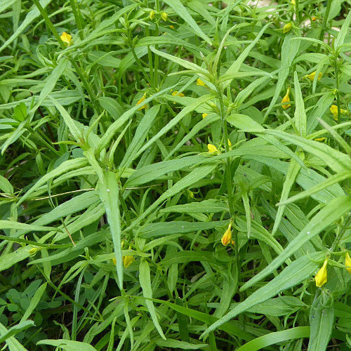 Wald-Wachtelweizen / Melampyrum sylvaticum