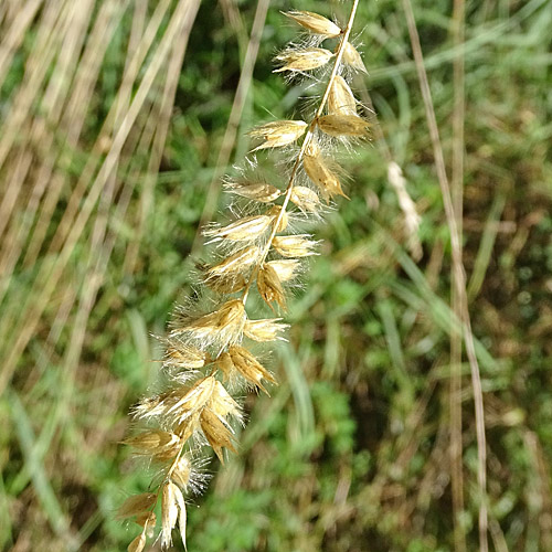 Wimper-Perlgras / Melica ciliata