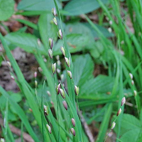 Einblütiges Perlgras / Melica uniflora