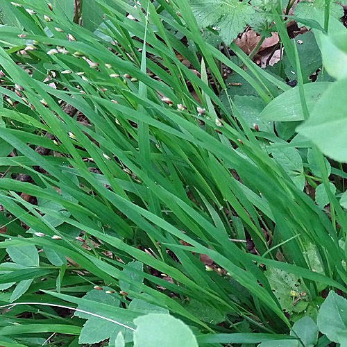 Einblütiges Perlgras / Melica uniflora