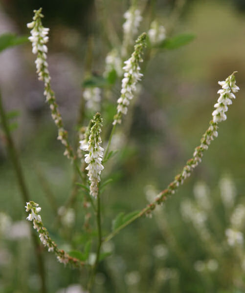 Weisser Honigklee / Melilotus albus