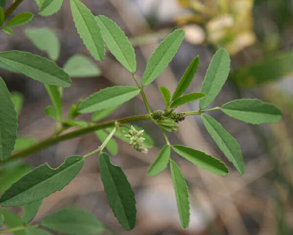 Weisser Honigklee / Melilotus albus