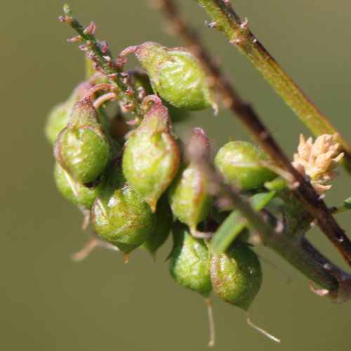 Hoher Honigklee / Melilotus altissimus