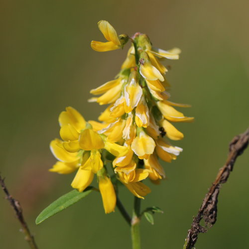 Hoher Honigklee / Melilotus altissimus