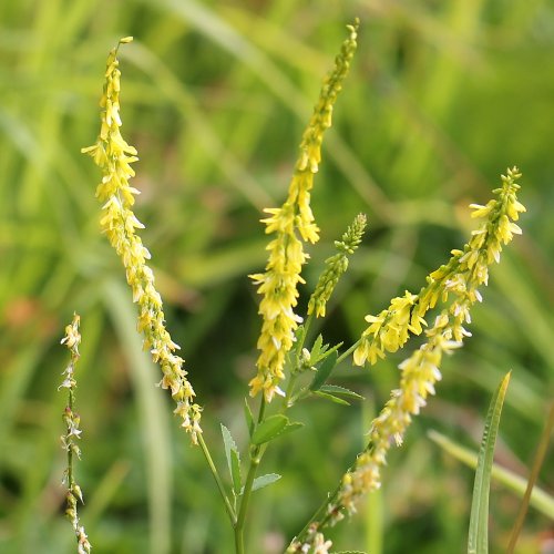 Echter Honigklee / Melilotus officinalis