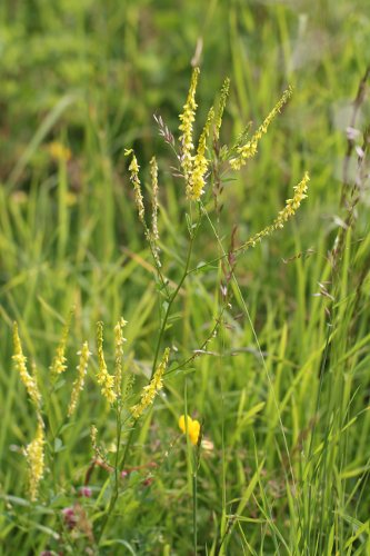 Echter Honigklee / Melilotus officinalis