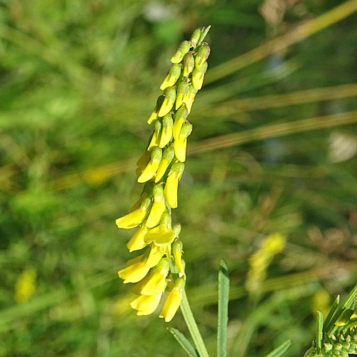 Echter Honigklee / Melilotus officinalis