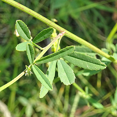 Echter Honigklee / Melilotus officinalis