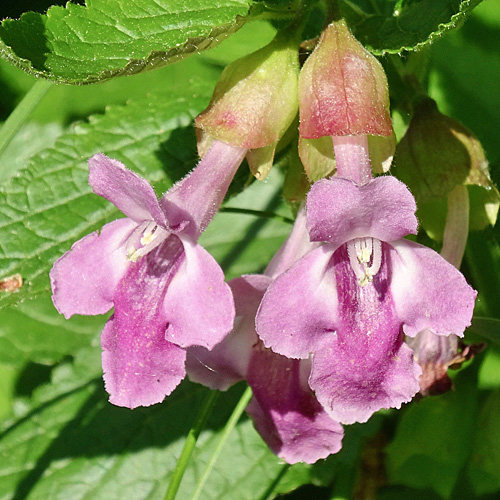 Immenblatt / Melittis melissophyllum