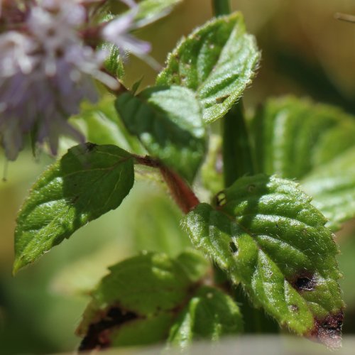 Wasser-Minze / Mentha aquatica