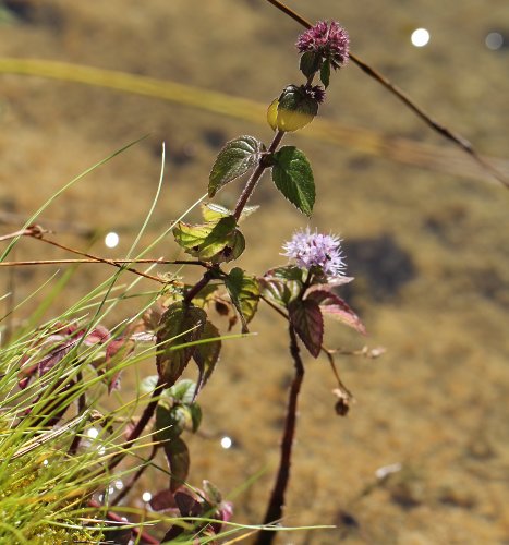 Wasser-Minze / Mentha aquatica