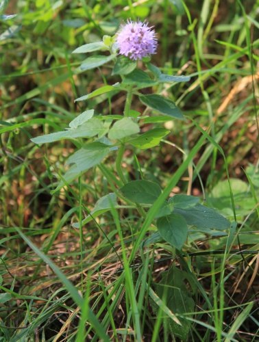 Wasser-Minze / Mentha aquatica