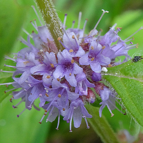 Acker-Minze / Mentha arvensis