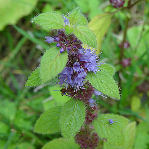 Acker-Minze / Mentha arvensis