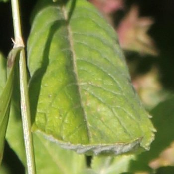 Ross-Minze / Mentha longifolia