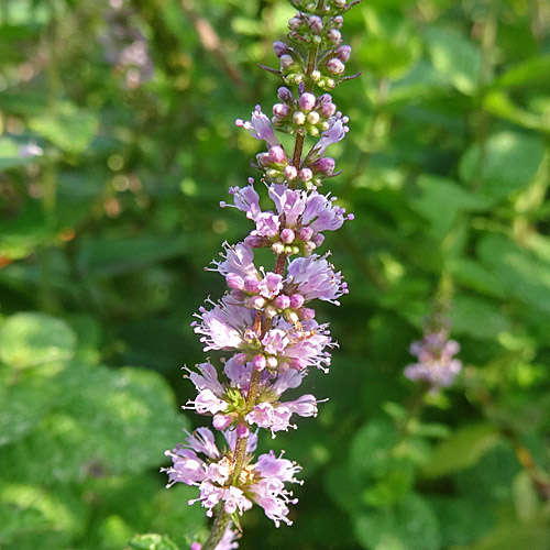 Ährige Minze / Mentha spicata aggr.