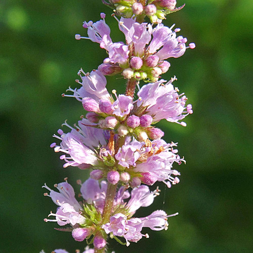 Ährige Minze / Mentha spicata aggr.