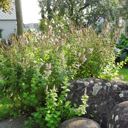 Ährige Minze / Mentha spicata aggr.